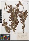 Foto von Salix cinerea L.